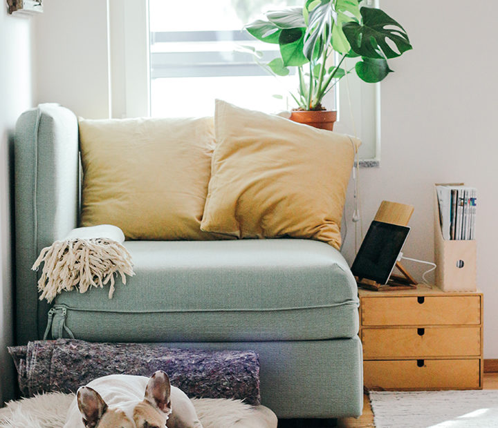 Dog on blanket on living room floor