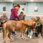 Therapy pony horse