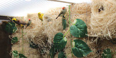 Aviary
