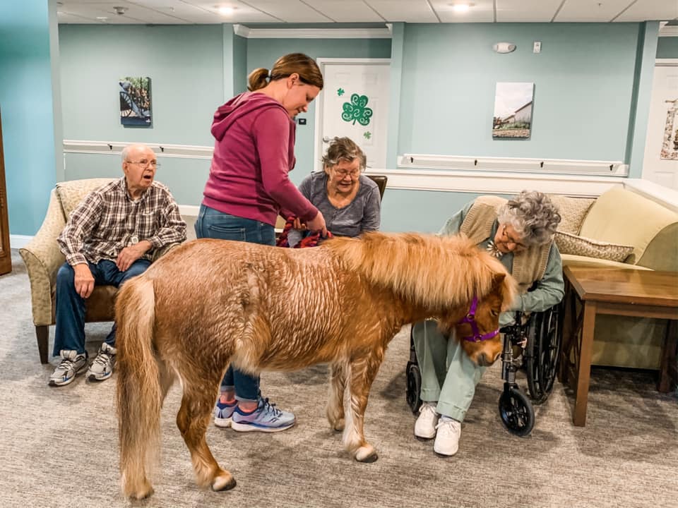 Horse Therapy