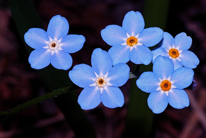 Forget-me-not flowers