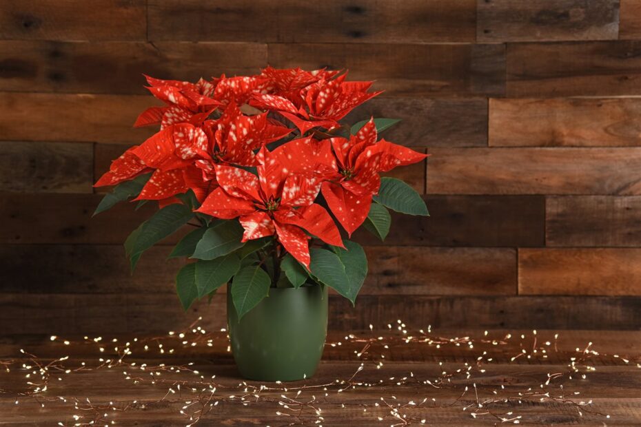 Poinsettias